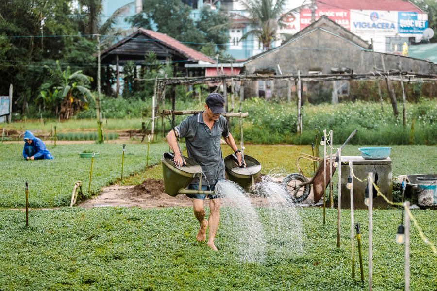 Herb-field watering.