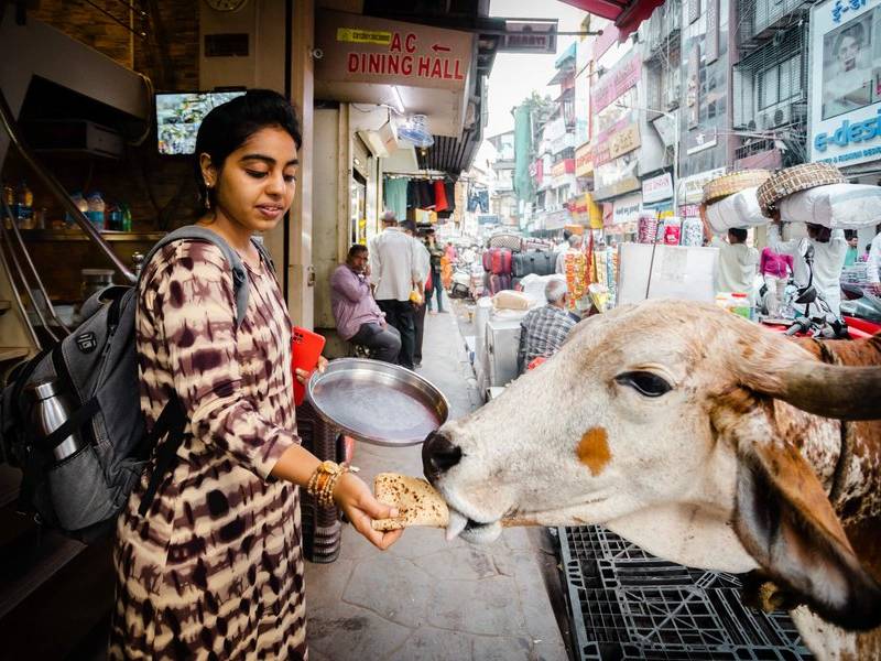 Feeding the cow.