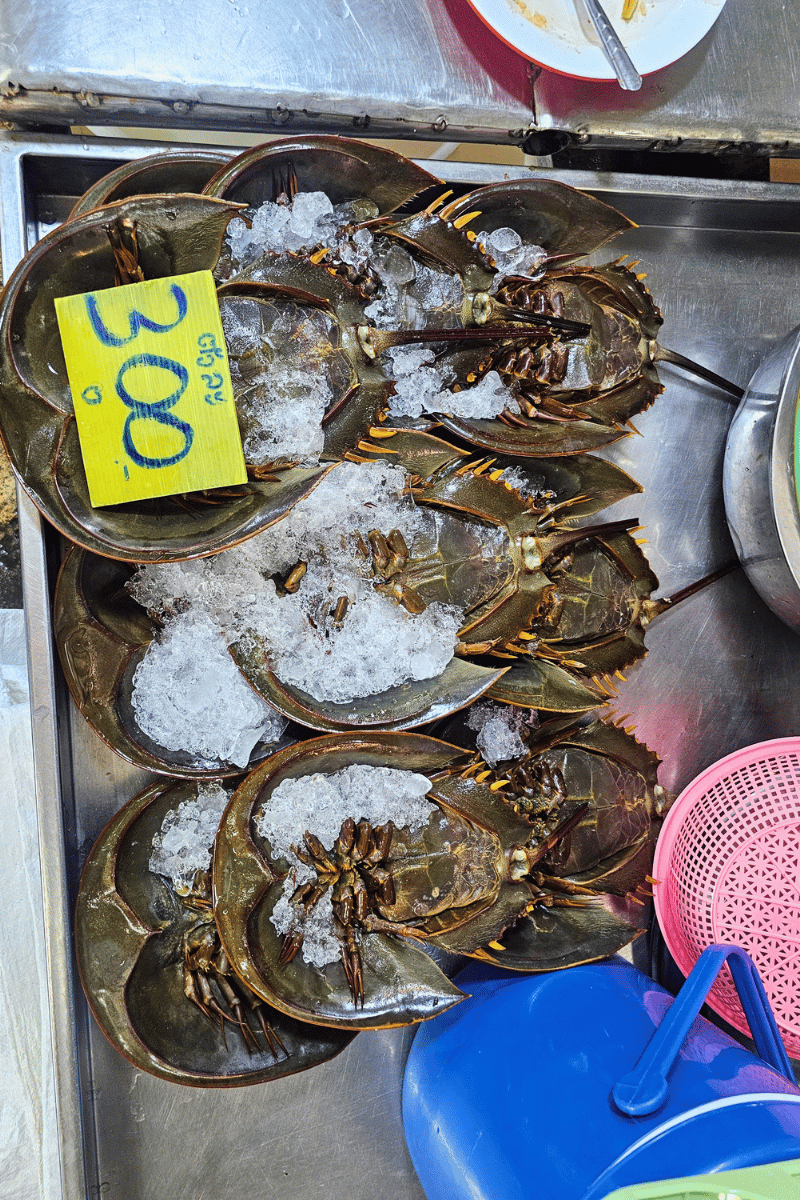Horseshoe crabs.