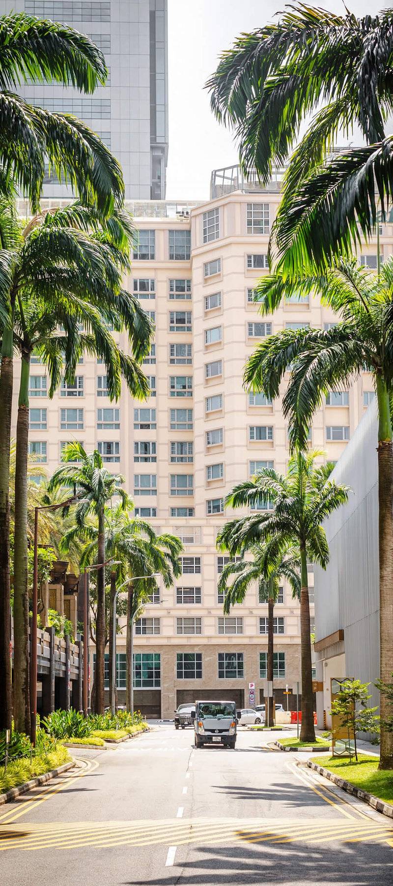 Downtown palms.