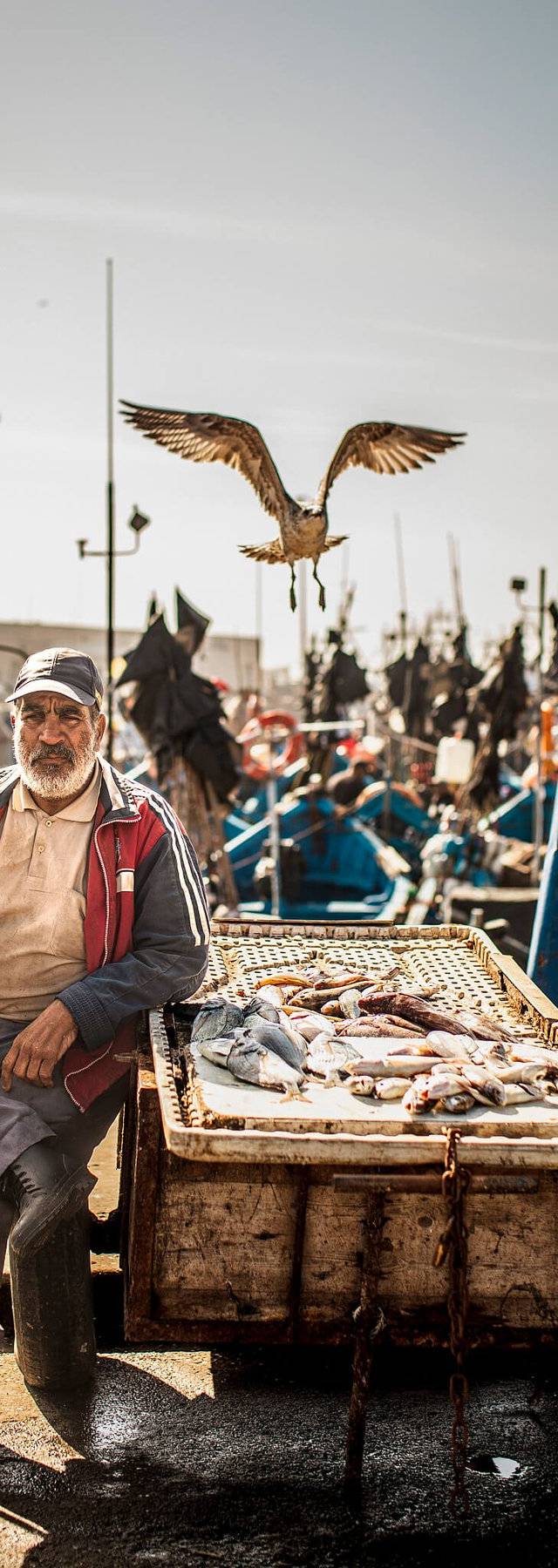 The bread that fed the medina
