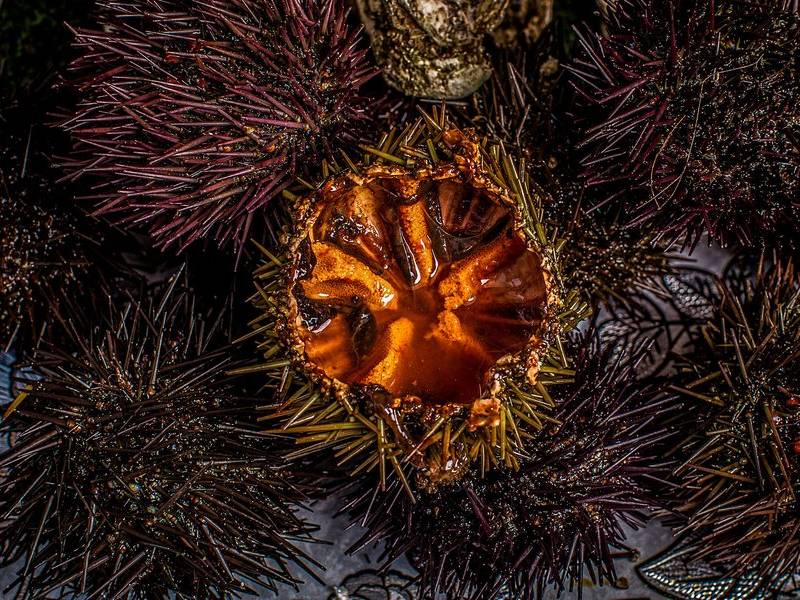 Shucked sea urchin.
