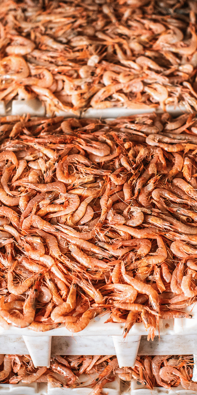 Atlantic prawns for sale.