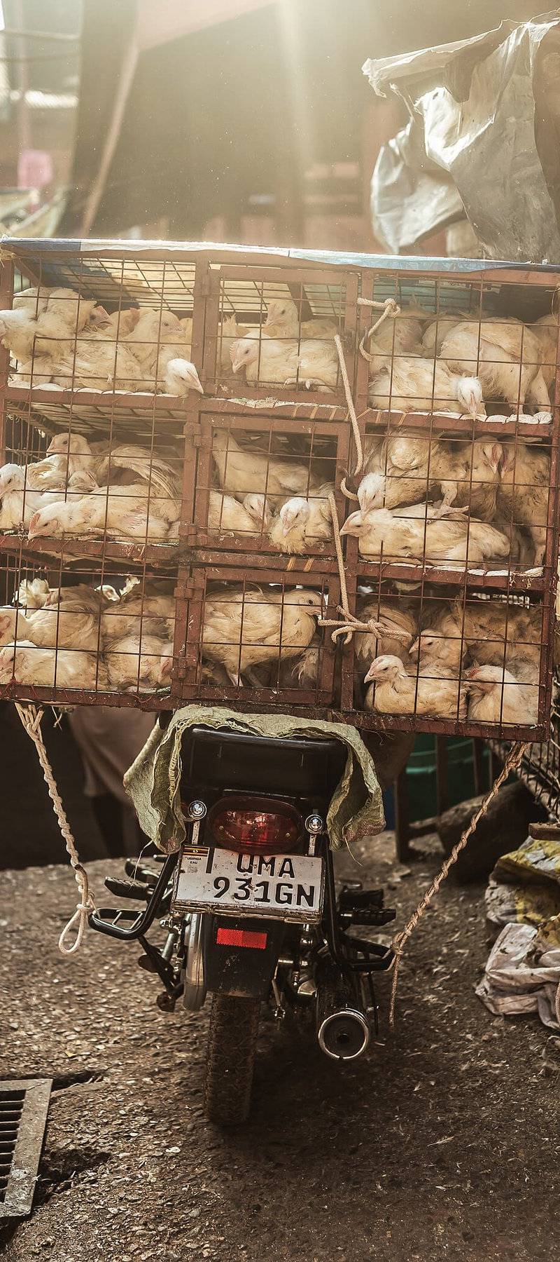 Chicken on wheels.