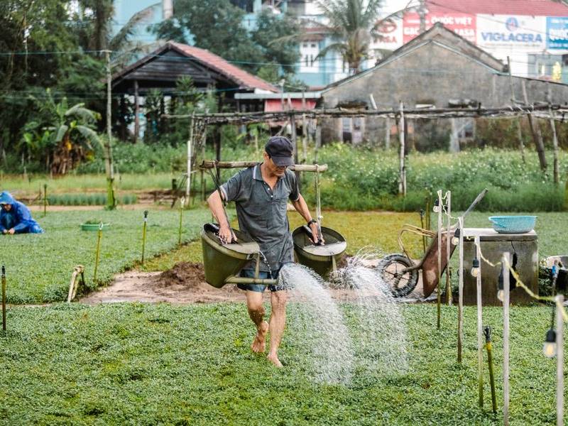 Herb-field watering.
