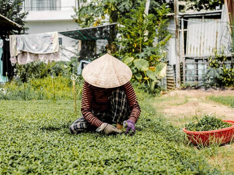Herb picker.