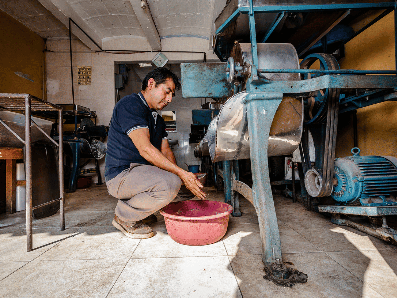 Grinding cacao.