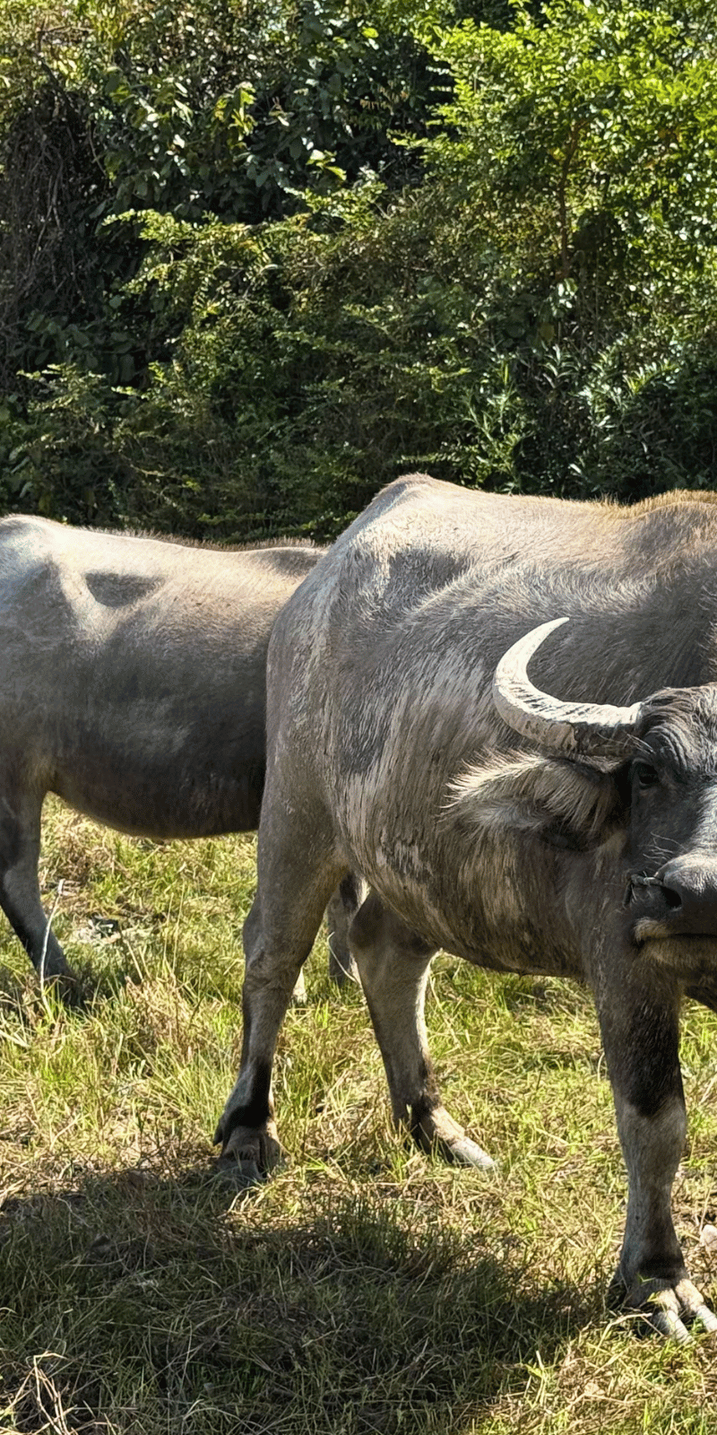 Grazing water buffalo.