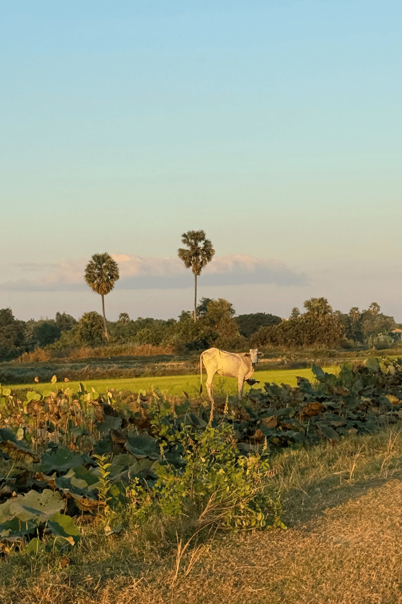 Zebu at dusk.