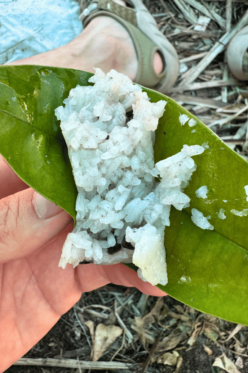 Sticky rice on leaf.