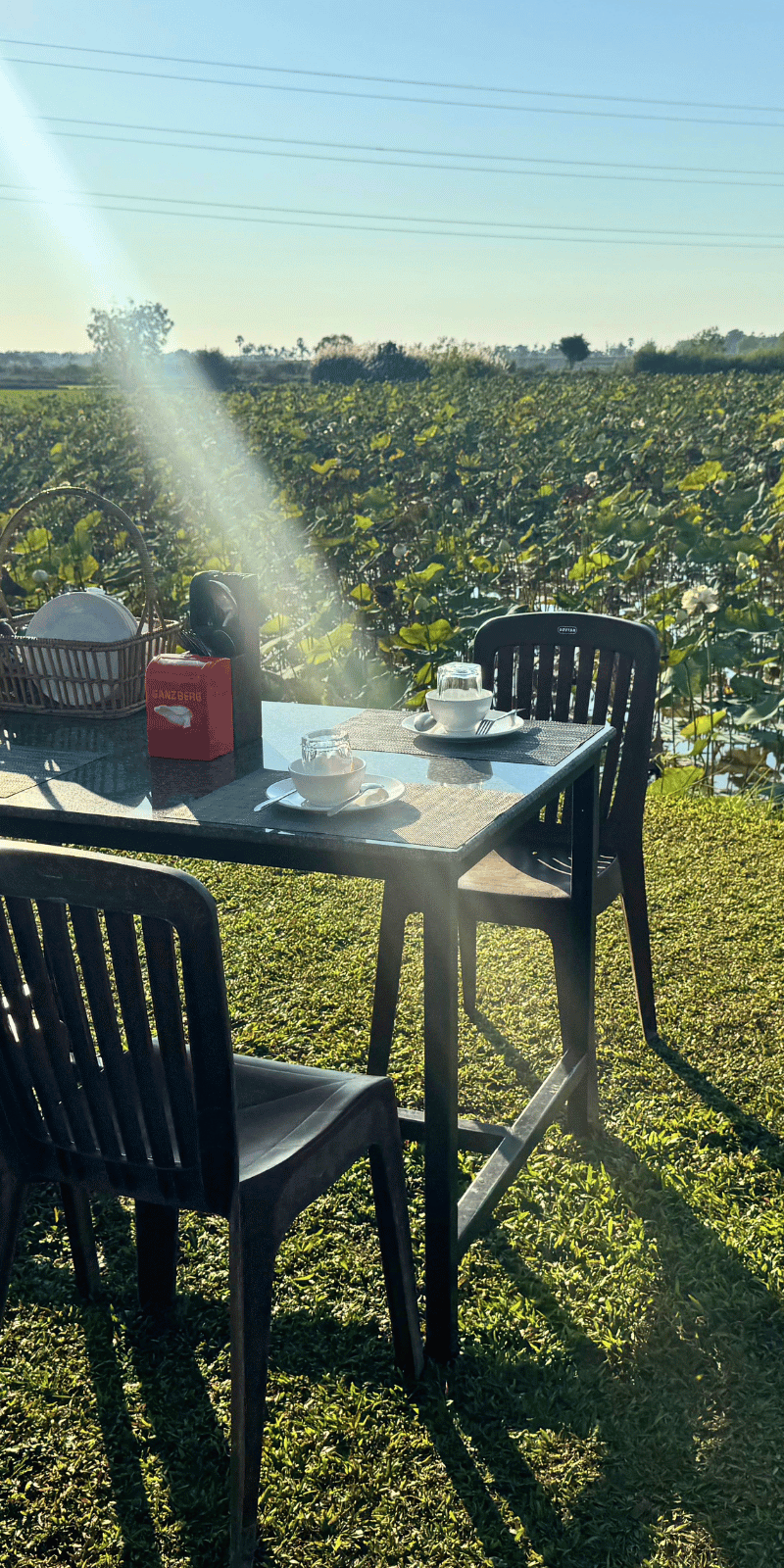 Dining by the lotuses.