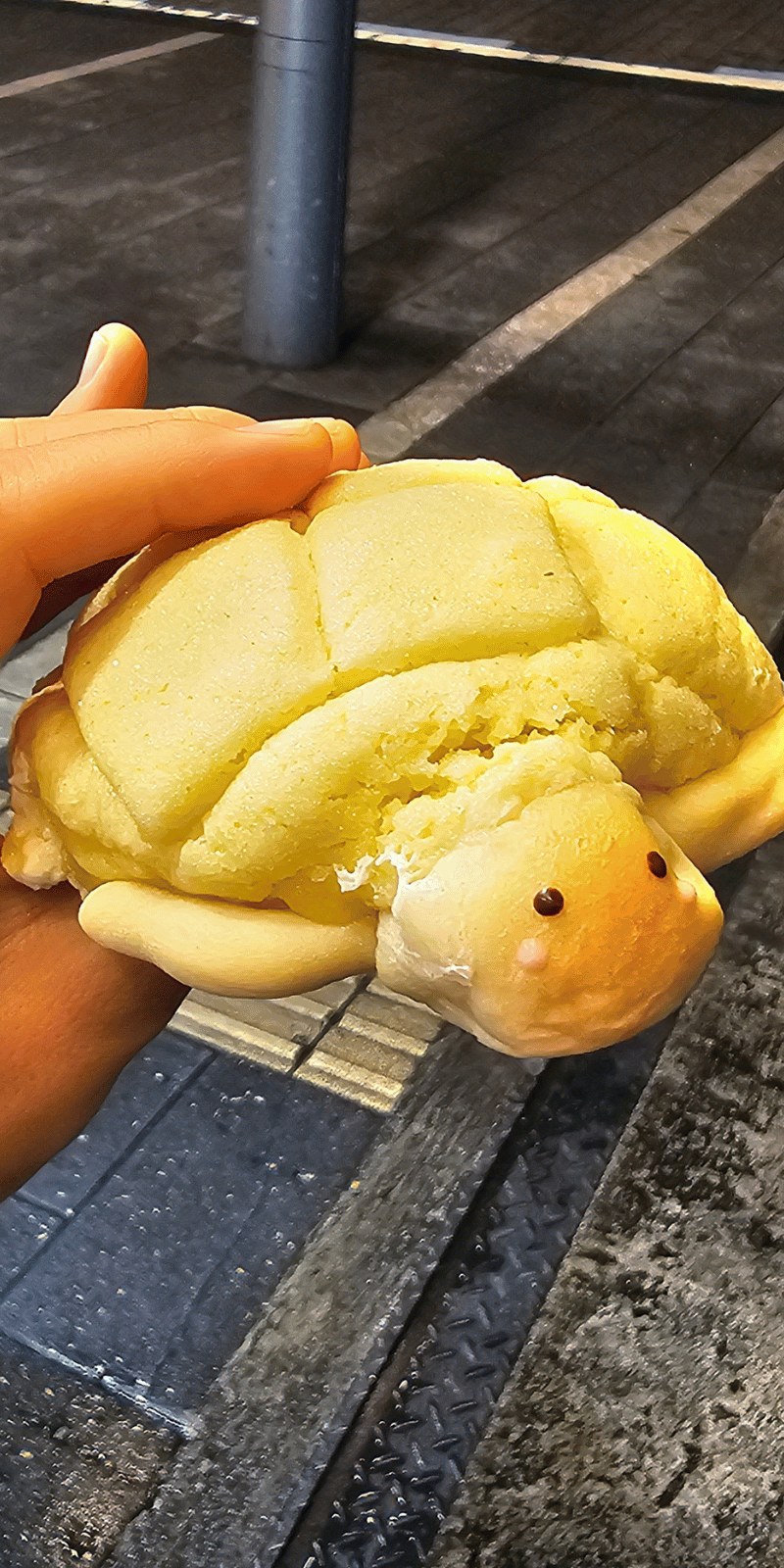 Melonpan turtle.
