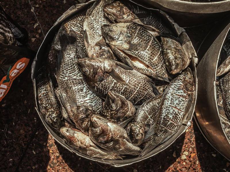 Freshly caught tilapia.