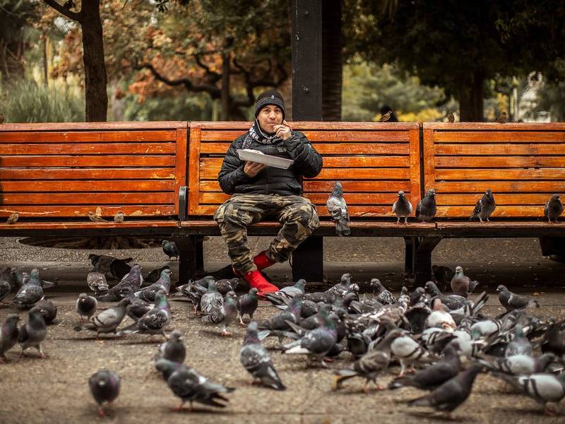 Plaza pigeons.