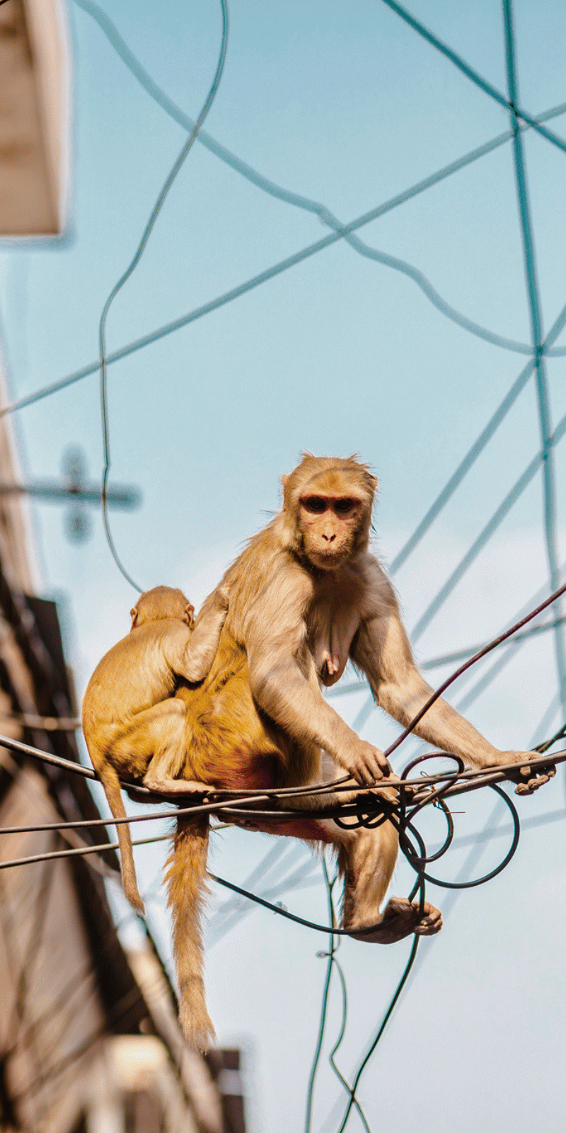 City monkey.