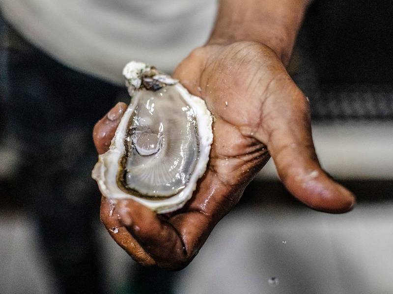 Shucked oyster.