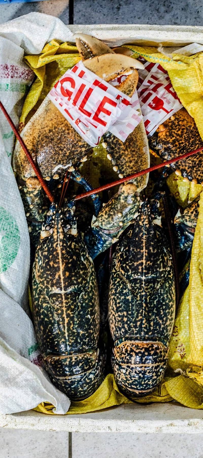 From the lobster pot.